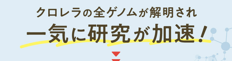 クロレラの全ゲノムが解明され一気に研究が加速！