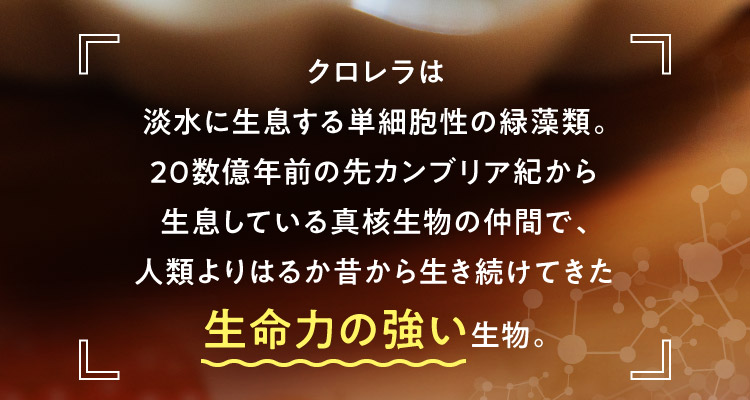 クロレラは淡水に生息する単細胞性の緑藻類。20数億年前の先カンブリア紀から生息している真核生物の仲間で、人類よりはるか昔から生き続けてきた生命力の強い生物。