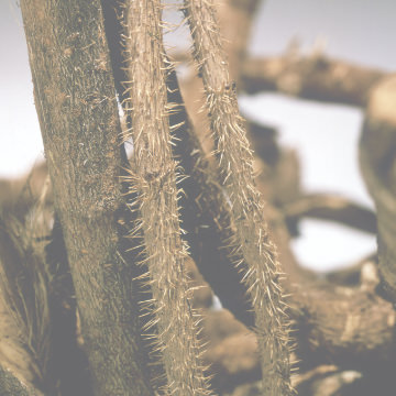 極寒を生き抜く「命の根」エゾウコギの根に宿る有用成分を濃縮配合