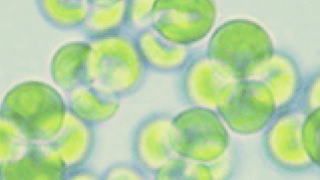 緑藻類のひとつで、天然由来のホールフードクロレラ