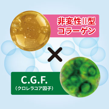 非変性Ⅱ型コラーゲン×C.G.F.（クロレラコア因子）