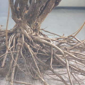 エゾウコギの成分が豊富に含まれる根を粉末にし粒状化しました